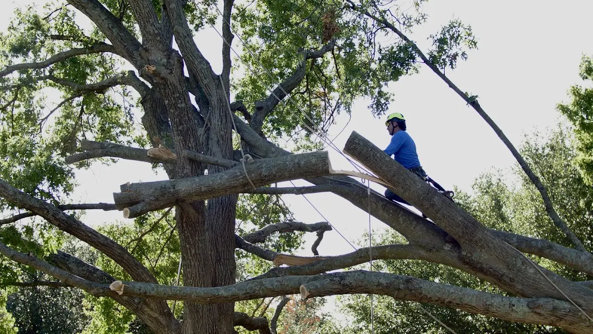 Professional Crown Thinning performed by certified arborists in Tornillo
